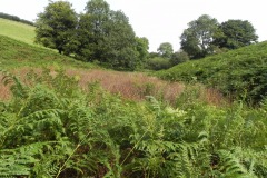 58.-Eastern-inlet-stream-looking-upstream