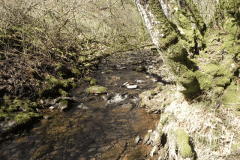 33. Stream from Molland Common flowing to join Danes Brook