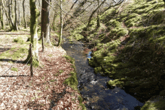 37. Stream from Molland Common flowing to join Danes Brook