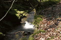 38. Stream from Molland Common flowing to join Danes Brook