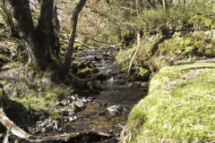 39. Stream from Molland Common flowing to join Danes Brook