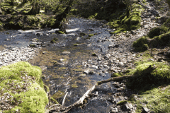 40. Stream from Molland Common joins Danes Brook