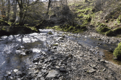 42. Stream from Molland Common joins Danes Brook