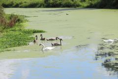 Congresbury Yeo  Nature