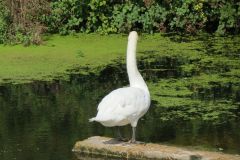 1.-Swans-14