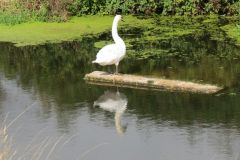 1.-Swans-16