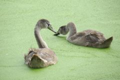 1.-Swans-18