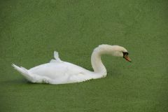 1.-Swans-20