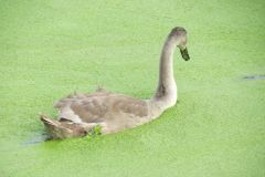 1.-Swans-22