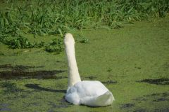 1.-Swans-4