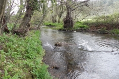 12. Downstream from Dulverton Mill Leat weir