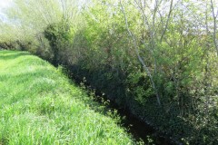 1.-Dueligh-Brook-from-Bridgewater-canal-to-River-Parrett-16