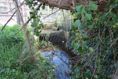 1.-Dueligh-Brook-from-Bridgewater-canal-to-River-Parrett-20