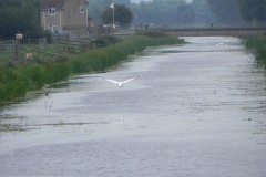 66.-Looking-upstream-from-Edington-Bridge