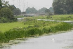 75.-Looking-downstream-from-Edington-Bridge