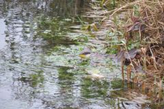 30.-Goldfinch-near-Hythe-Bow-Bridge
