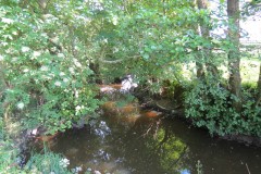 2.-Upstream-from-Elm-Bridge-7