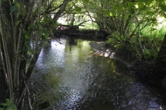 11.-Upstream-from-Tuck-Mill