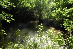 33.-Downstream-from-Tuck-Mill