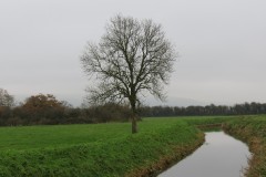10.-Upstream-from-Stubbingham-Grove-1