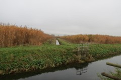 10.-Upstream-from-Stubbingham-Grove-3