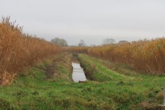 10.-Upstream-from-Stubbingham-Grove-4