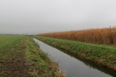 10.-Upstream-from-Stubbingham-Grove-5