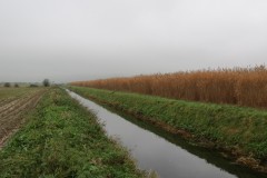10.-Upstream-from-Stubbingham-Grove-6