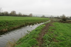 2.-Downstream-from-Hythe-Bow-bridge-4
