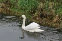 21.-Swans-on-Cheddar-Yeo-near-Prowses-Lane-1