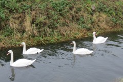 21.-Swans-on-Cheddar-Yeo-near-Prowses-Lane-10