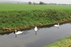 21.-Swans-on-Cheddar-Yeo-near-Prowses-Lane-2