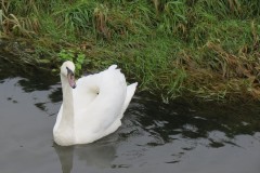 21.-Swans-on-Cheddar-Yeo-near-Prowses-Lane-3