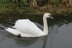 21.-Swans-on-Cheddar-Yeo-near-Prowses-Lane-4