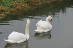21.-Swans-on-Cheddar-Yeo-near-Prowses-Lane-5
