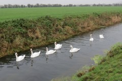 21.-Swans-on-Cheddar-Yeo-near-Prowses-Lane-6