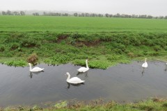 21.-Swans-on-Cheddar-Yeo-near-Prowses-Lane-7