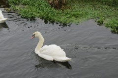 21.-Swans-on-Cheddar-Yeo-near-Prowses-Lane-8