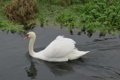 21.-Swans-on-Cheddar-Yeo-near-Prowses-Lane-9
