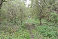 11. Rivulet joins from Cleeve Copse