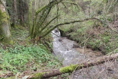 17. Tributary stream joins from Rookery Wood