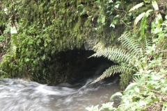 19. Tributary stream joins from Rookery Wood