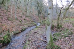 15.-Flowing-through-Somerton-Combe-8