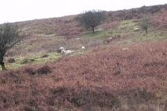 1. Sheep above Weir Water