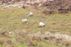 10. Sheep above Weir Water
