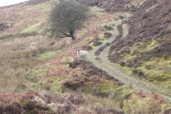 11. Sheep above Weir Water