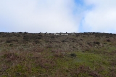 12. Sheep above Weir Water