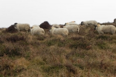 13. Sheep above Weir Water