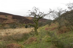 14. Lone Hawthorn by Weir Water