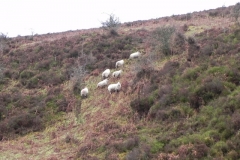 2. Sheep above Weir Water